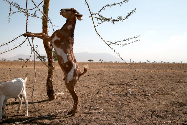 Goats fare better than cattle, because they can clamber high and can strip off almost anything for food: dried out leaves, bark and even thorns, but even those are getting harder to find across this valley turned dustbowl.