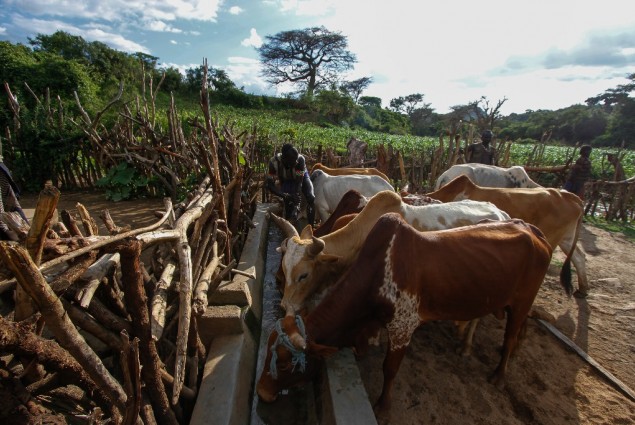 Image of cattle in Ethiopia drinking water from a trough