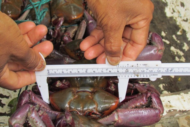 Measuring Crabs
