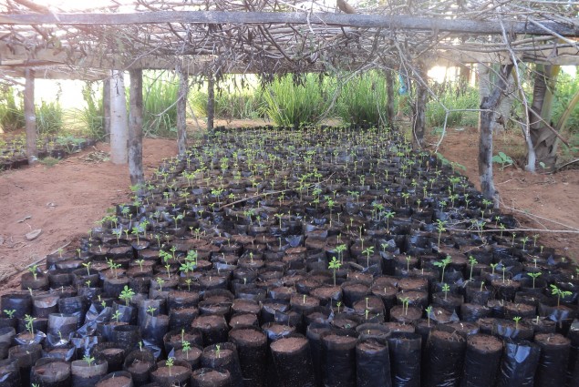 Tree nursery developed in the hot and dry Androy region, in southern Madagascar, by the USAID-funded food security program