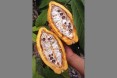 Cocao from Manabi
