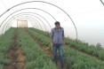 A USAID agronomist checks on the plants. “We applied the new magnetic water technology to plots of oregano and tarragon with the