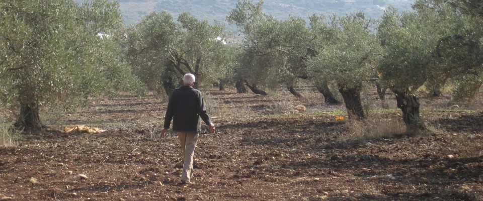 Arab Israeli farmer walking through olive grove