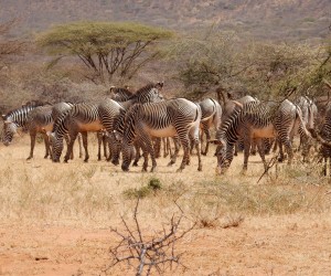 Conservation efforts are paying off for Grevy's Zebras