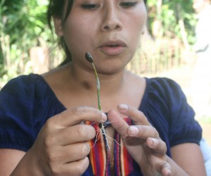 Rosita Juárez demonstrates grafting disease-resistant coffee seedlings