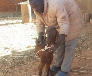 Oumar Guindo treats a goat at Doundé village, Mopti region. 