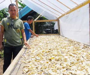 Small-scale Cassava Growers Earn Big in the Philippines
