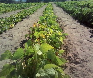 A farmer's field in Manicaland where fertility trenches have been used to grow vegetables
