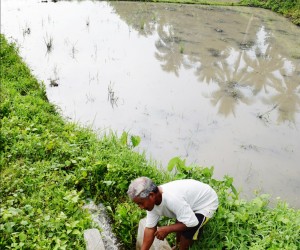 Filipino Farmers Triumph Over Drought