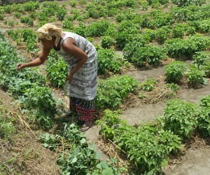 Djenabou Camara working on her farm in Tougnifily, Boffa.