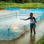 USAID's aquaculture project teaches beneficiaries to construct and stock fish ponds in Tonkolili.