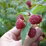 Kosovo’s raspberry sector is rapidly expanding, bringing jobs and increasing exports 