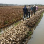 In Boffa, USAID’s ILADP helps rehabilitate the dike protection system to increase rice production.