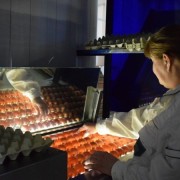 Inspecting BiH eggs for export