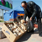 Libyan man buys desert truffles, called Terfaaz, in Tripoli. Terfaaz mushrooms are considered a delicacy in Libya and can be found in arid parts of western Libya between the months of August and February.