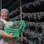 Since 2015, the USAID Agricultural Value Chain activity has worked with public and private sector partners to promote high-value-added commercial horticulture in Uzbekistan.