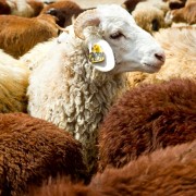 Amhara Region’s Debre Birhan Sheep Multiplication and Breed Improvement Center has imported 126 Awassi sheep from Israel and is crossing them with almost 1,000 local sheep to improve the local Menze breed.