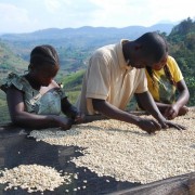 A group of farmers who received support as part of the USAID-funded coffee value chains activity in South Kivu.  Through this activity, the coffee cooperatives supported by USAID learned how to improve the production of coffee cherries from harvesting to delivery to international buyers. 