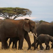 USAID Promoting Tanzania’s Environment, Conservation, and Tourism (PROTECT) Webinar