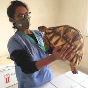 The Turtle Survival Alliance provides a vital service to the protection of Madagascar’s endemic tortoises