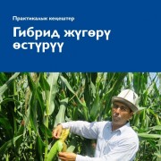 Cover of a manual in Kyrgyz language on growing hybrid corn.