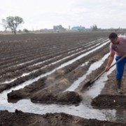 Man works on irrigated land