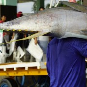 A tuna is tagged for traceability. 