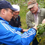 Volunteer expert Ross Penhallegon training local farmers on proper fruit tree pruning, Issyk-Kul oblast, July 2014 