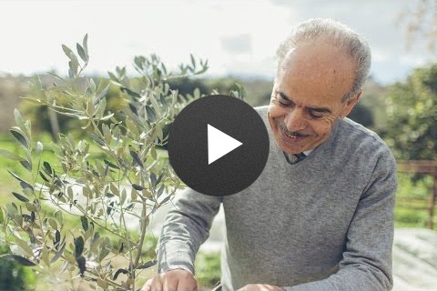 ​An Olive Peace