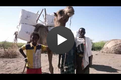 USAID in Ethiopia: Camels Fight Malaria