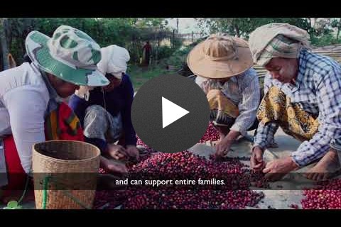 USAID helps Myanmar coffee growers and processors