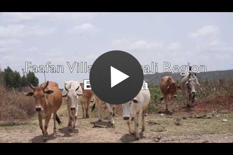 Jigjiga Export Slaughter House Will Connect Pastoralists with International Markets