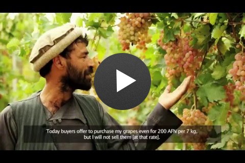 USAID help farmers to increase the quality and value of grape crops