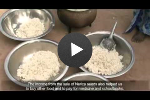 'Nerica' Rice Improves Food Security in the South of Senegal