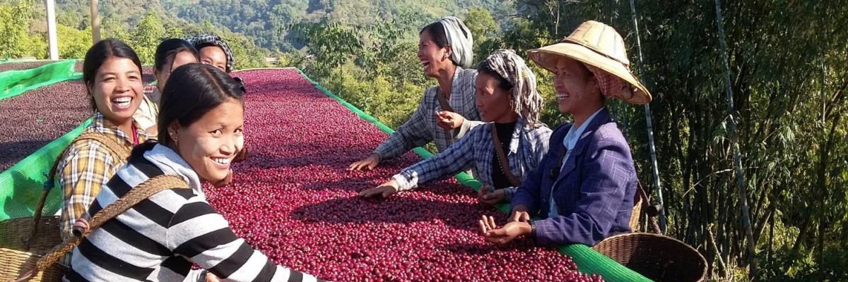Coffee farmers sort and select ripe coffee cherries in Southern Shan State as part of a USAID project to increase access to markets, inputs and knowledge.