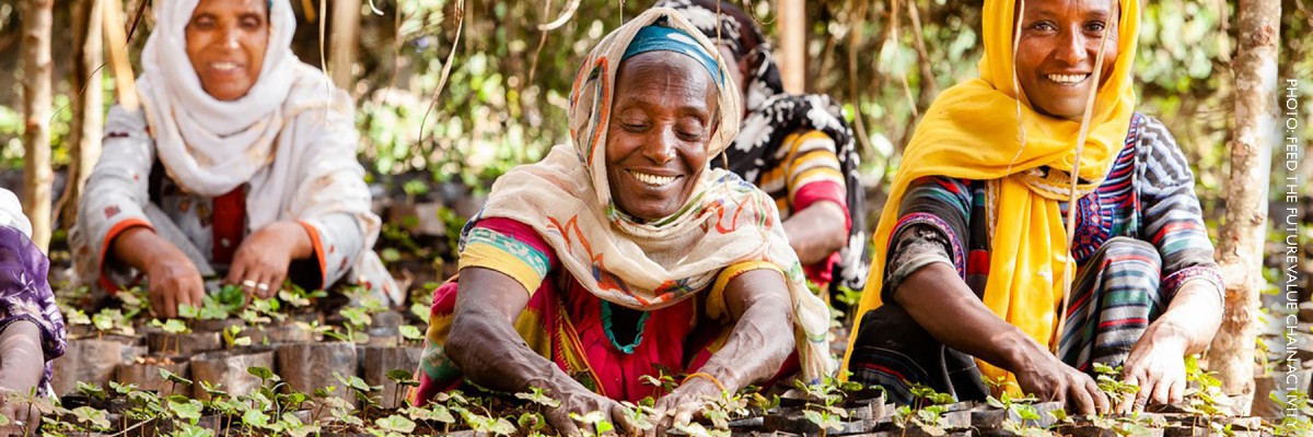 Image of Ethiopian women cultivating coffee seedlings