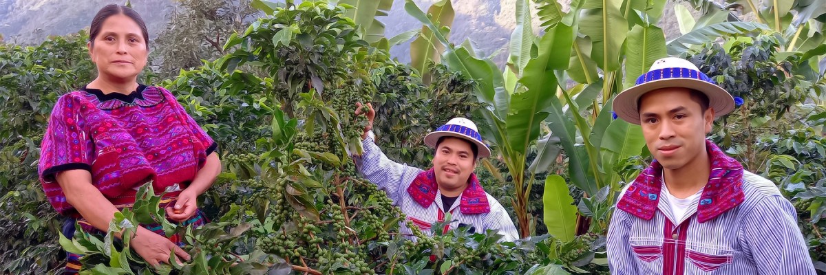 An indigenous Guatemalan woman and her two sons cultivate coffee.