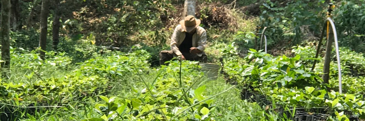 A man tends to seedlings