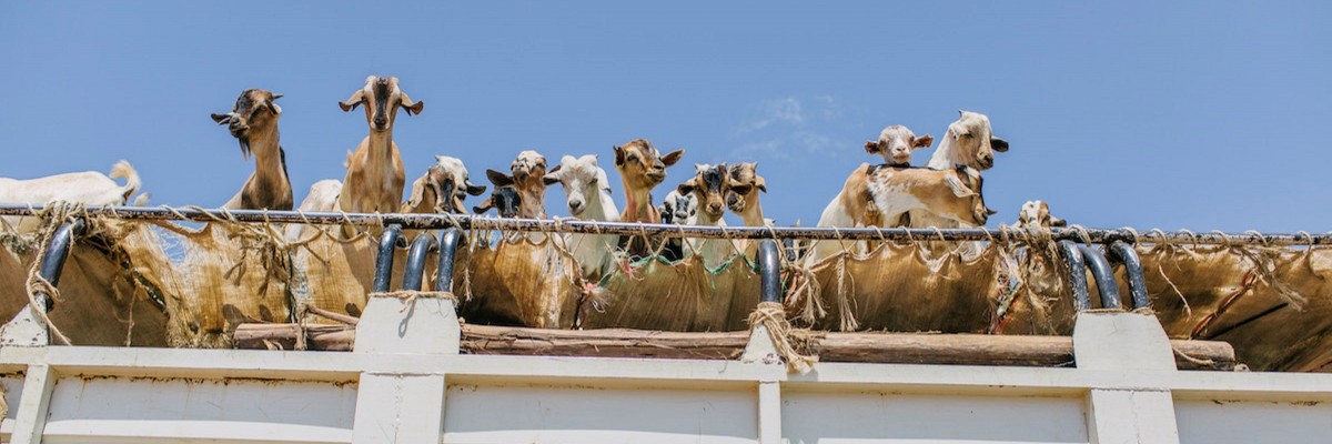 Goats on top of a lorry headed to the marketplace. Photo credit: Bobby Neptune 