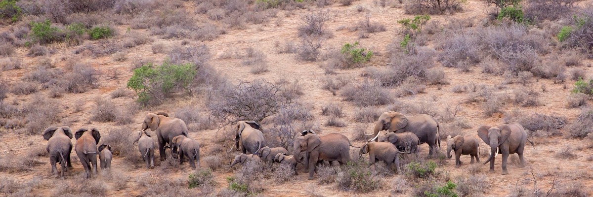 This elephant herd on Eselengei Group Ranch is protected by Big Life Foundation community rangers. 