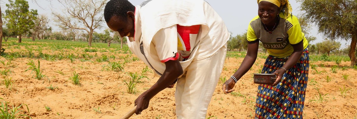 Thanks to USAID’s support, farmers in the Mopti Region apply micro dosing technology enabling them to double their millet and sorghum production