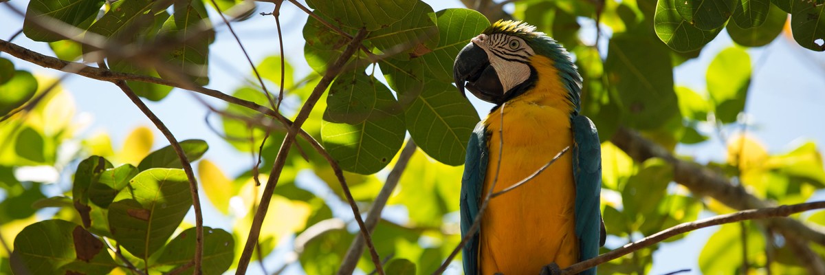 Biodiversity Conservation is the utmost goal for USAID/Brazil.  Photo: Bruno Kelly – USAID/Brazil