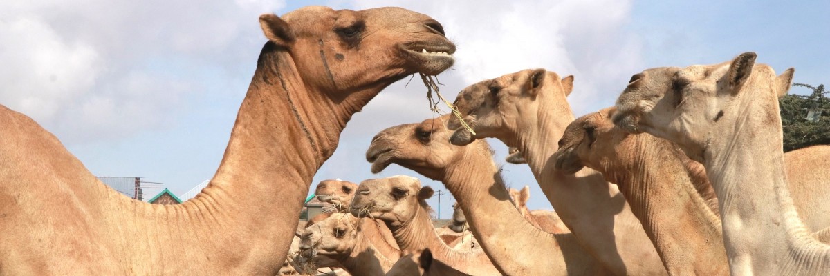 Somali herdsmen can feed their animals even during the drought. Photo: Mohamed Said/USAID
